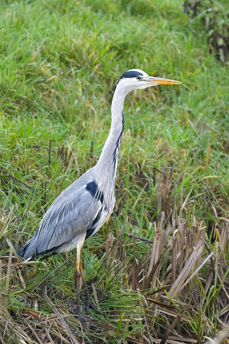 Blauwe reiger