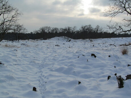 loonse en drunense duinen in sneeuw