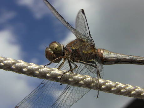 dragonfly