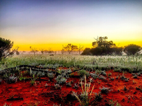 Ozzie outback in flowers