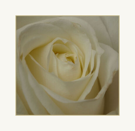 White Rose