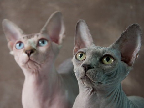 Sphynxcats.jpg