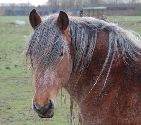 ik moet naar de kapper