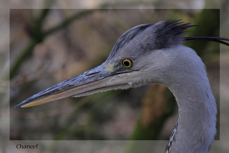 reiger