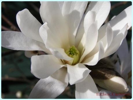 Bloem magnolia