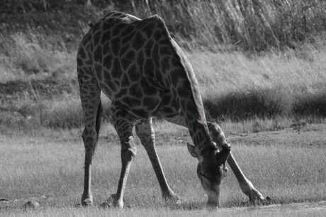 Giraffe in Skioenkop Nature Reserve, South Africa.