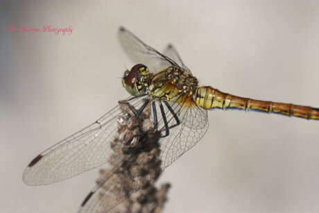 Dragonfly