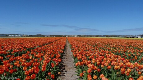 Mooi tulpenveld