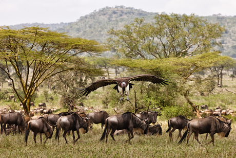 Gier Tanzania