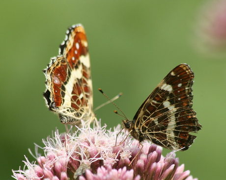 Samen vlinderen