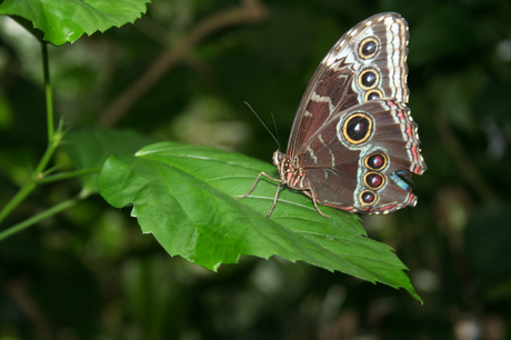 Vlindertuin