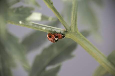 Liefde in de bush bush