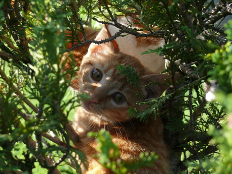 Kat uit de boom kijken