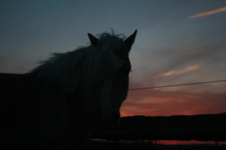 paard in zonsondergang