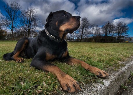 Relaxing Rottweiler