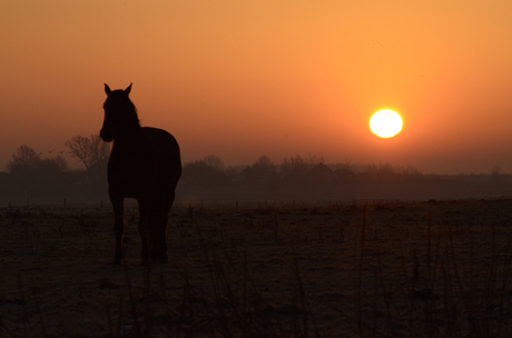 Horselight