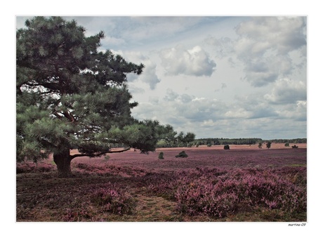 op de grote stille heide ...