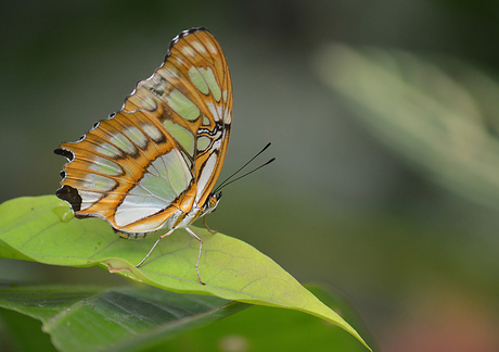 Siproeta Stelenes (Malachietvlinder)