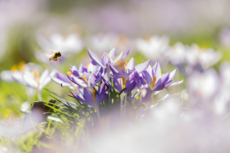 Eerste tekenen van de Lente