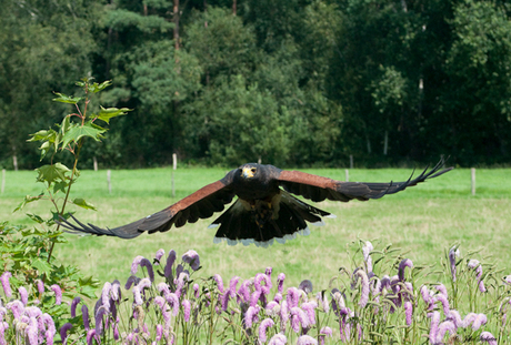 Woestijnbuizerd.