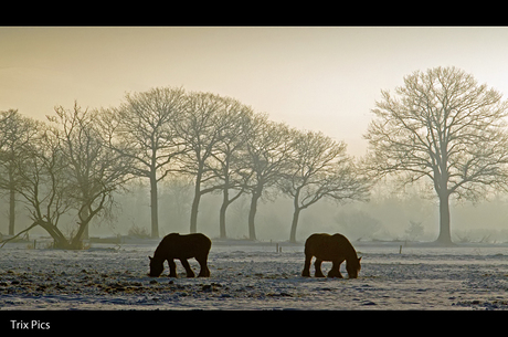 Brabants Landschap