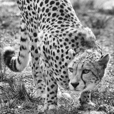 Cheetah in Burgers' Zoo