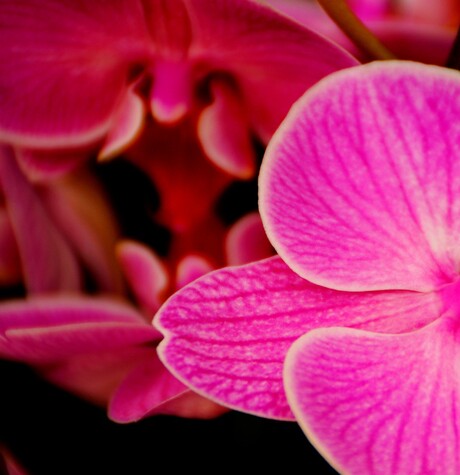 Pink Orchid