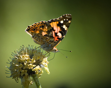 Vlinder op uitgebloeide bloem