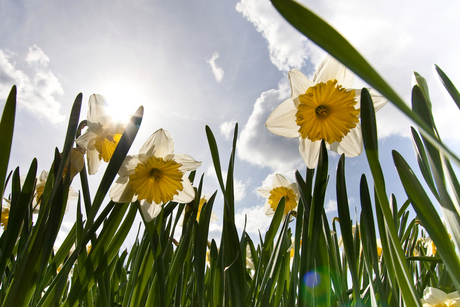 Narcissen in de zon