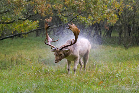 Damhert in de regen.
