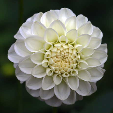 dahlia