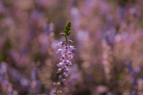 Purple Bokeh