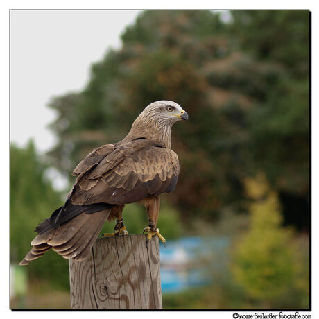 roofvogelshow