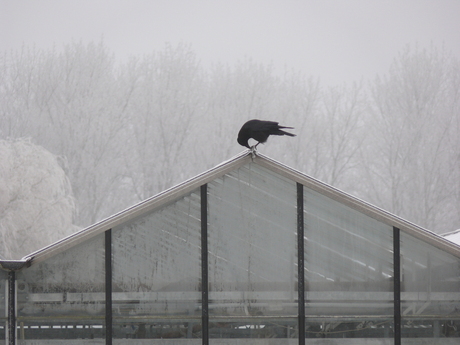 Zwarte vogel op glazen dak