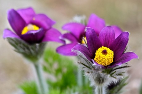 Pulsatilla (wildemanskruid)