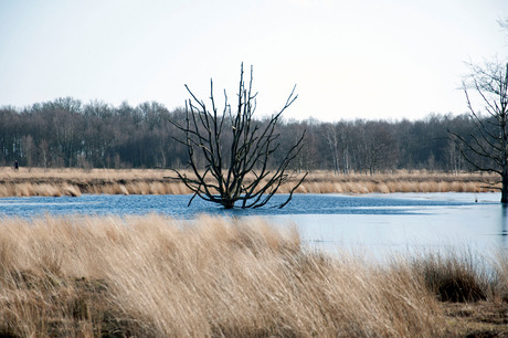 Bargerveen (Drenthe bij Weiteveen)