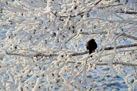 Vogel in de kou