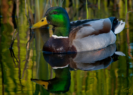 Eendje in 't groen