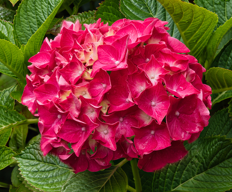 Hortensia bloem