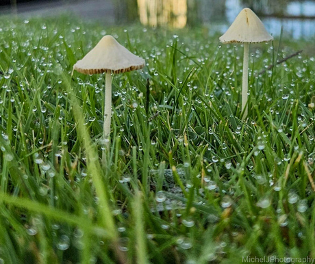 Paddestoelen in de ochtenddauw