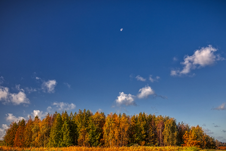 Maan boven herfstbos