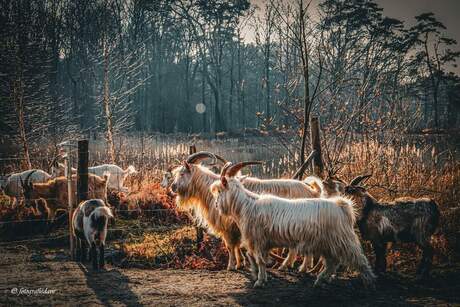 Geiten in het bos