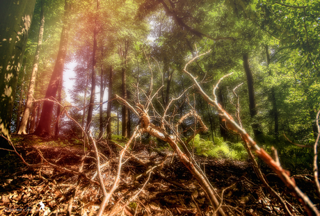 Dead branches in the forest