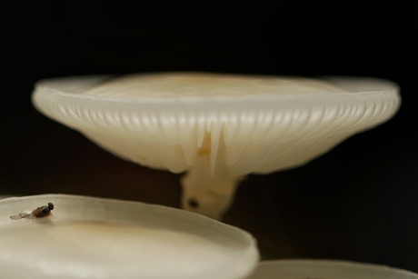 Close encounters of.....