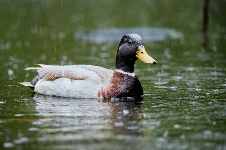 Wilde eend in de regen