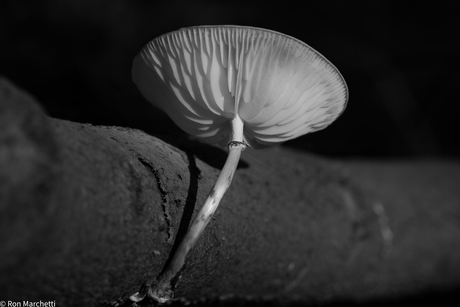 Er komen hier en daar weer paddenstoelen te voorschijn.