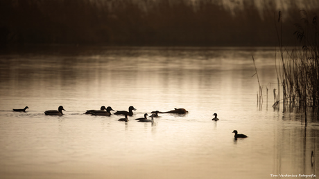 Watervogels moedigen zwemmende vos aan