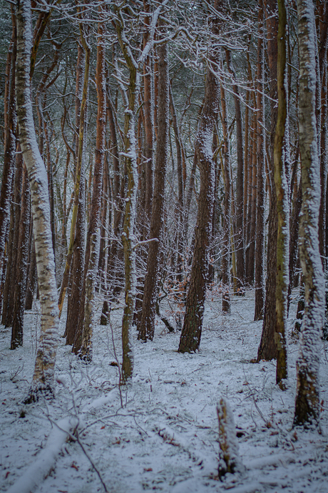 Bos in de sneeuw