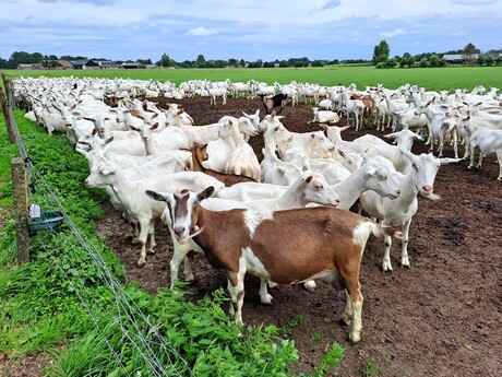 20250804 122822   Mobile  Detail  Geitenkudde  naast de Boerderij   op 4 aug 2025 