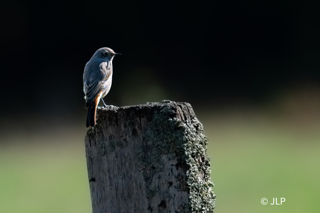Zwarte roodstaart op het plaatje!